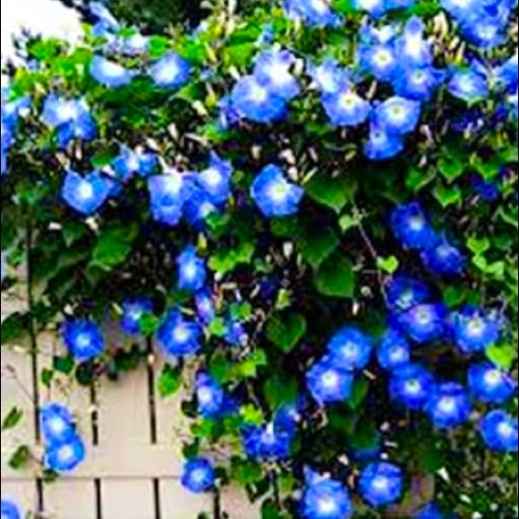 Meet your Posher, Nancy - Picture 1 of 12